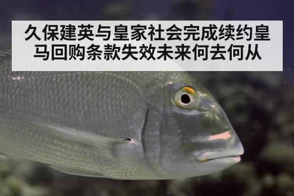 久保建英与皇家社会完成续约皇马回购条款失效未来何去何从